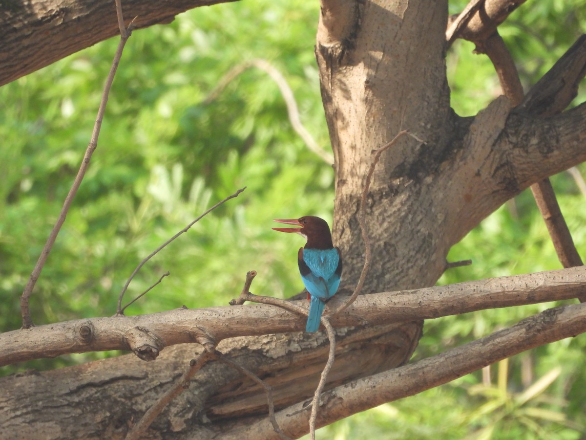 White-throated Kingfisher - ML620516555