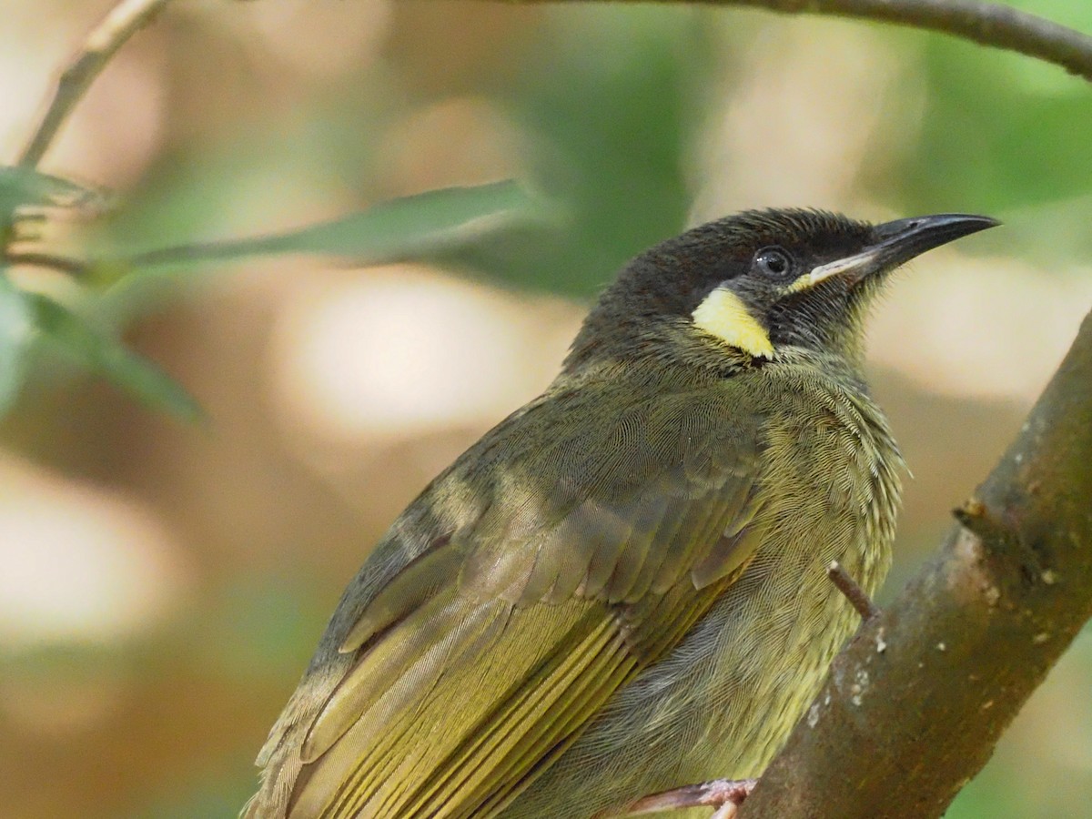 Lewin's Honeyeater - ML620516556