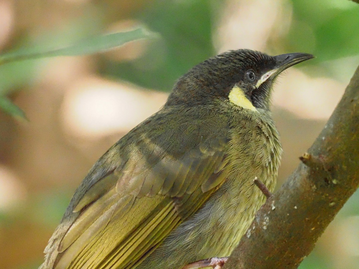 Lewin's Honeyeater - ML620516558