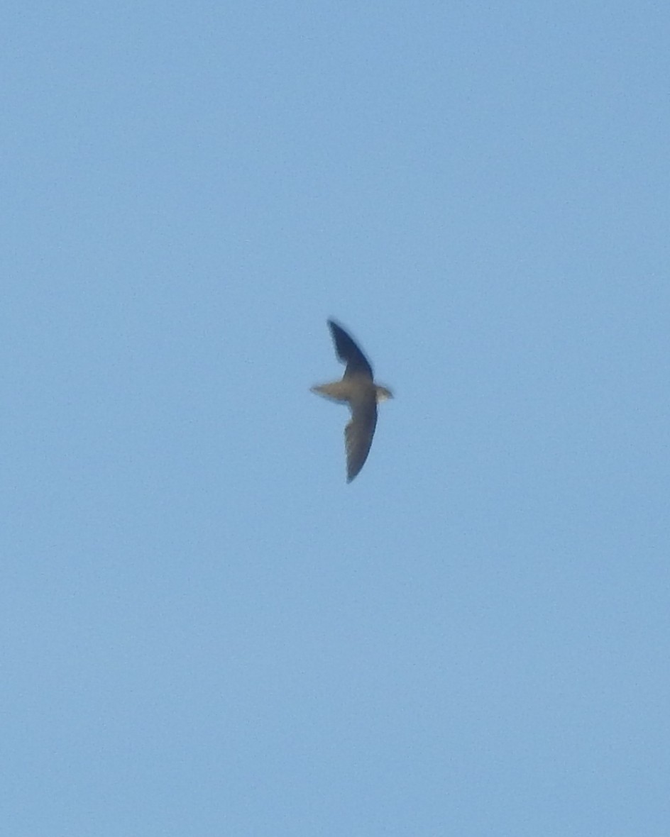 Chimney Swift - Wayne Longbottom