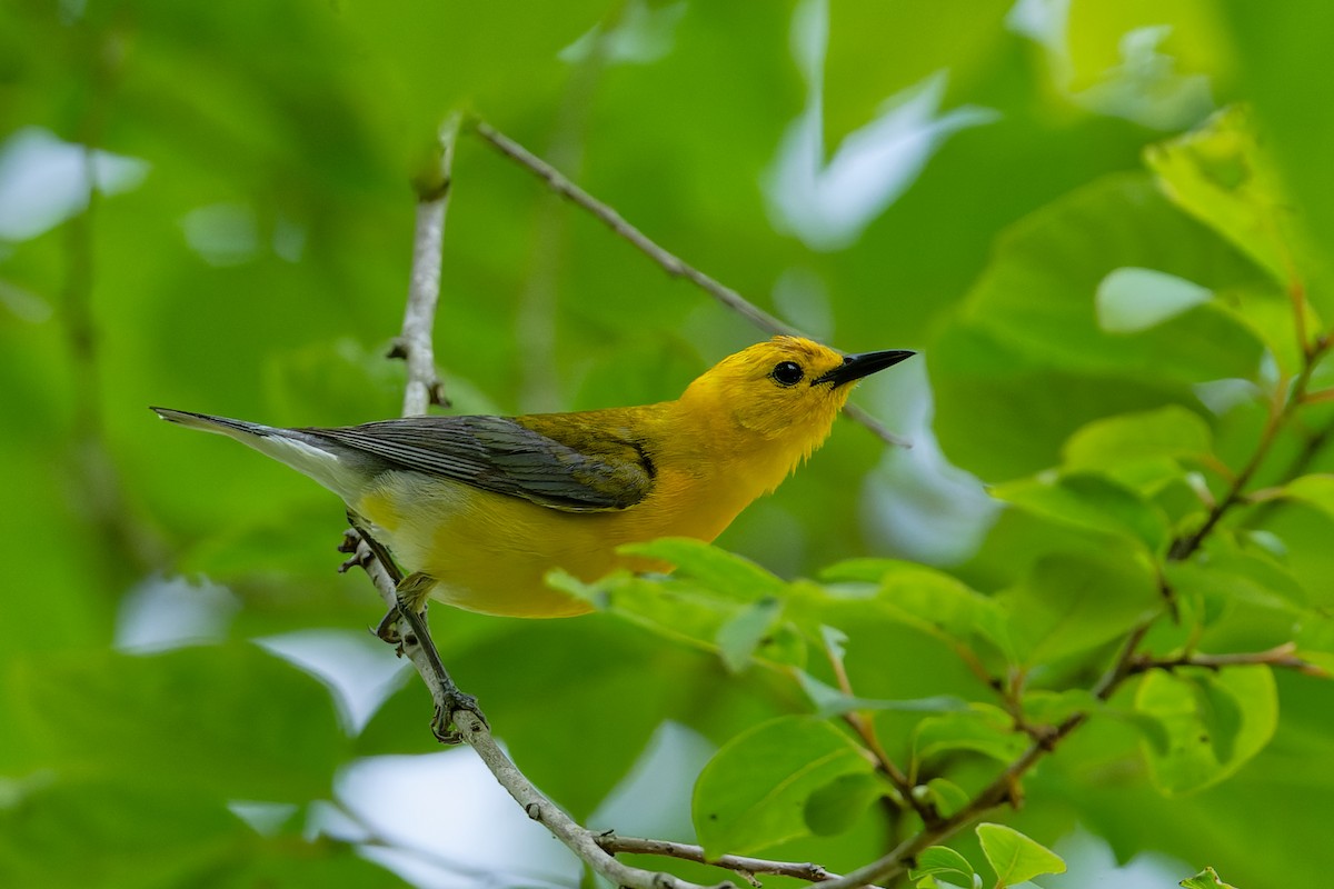 Prothonotary Warbler - ML620516561