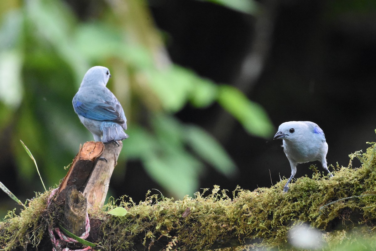 Blue-gray Tanager - ML620516564