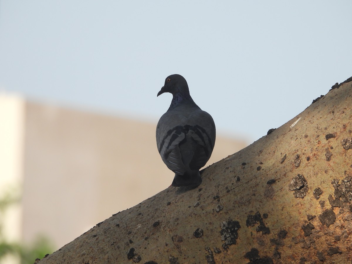 Rock Pigeon (Feral Pigeon) - ML620516566