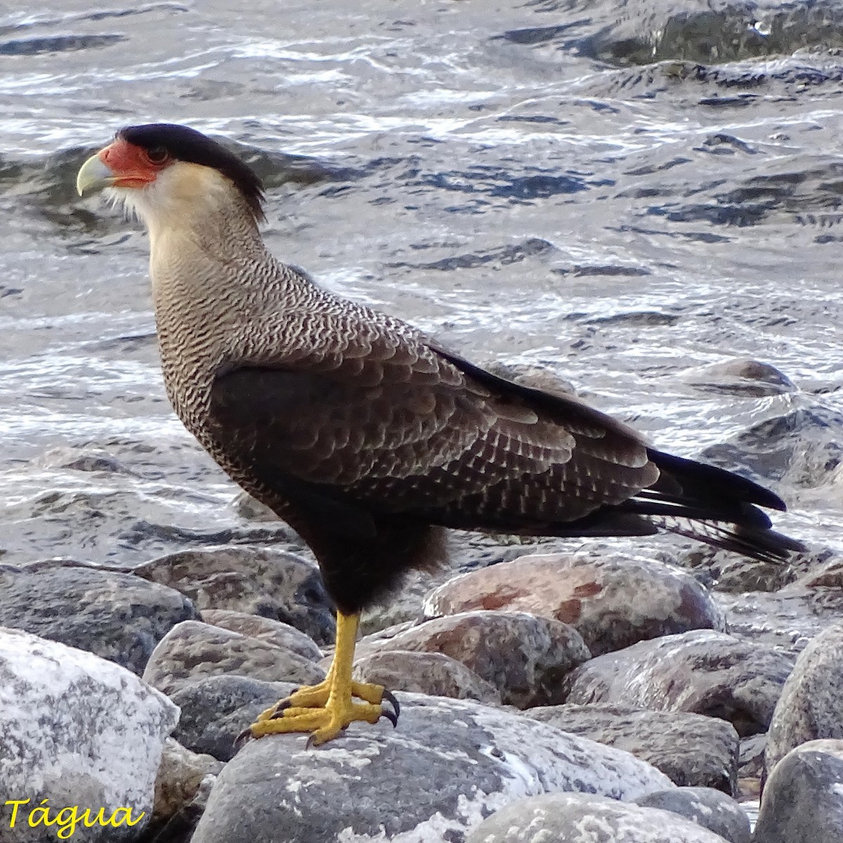 Caracara huppé - ML620516568