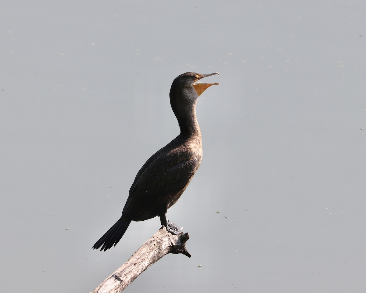 Cormoran à aigrettes - ML620516569