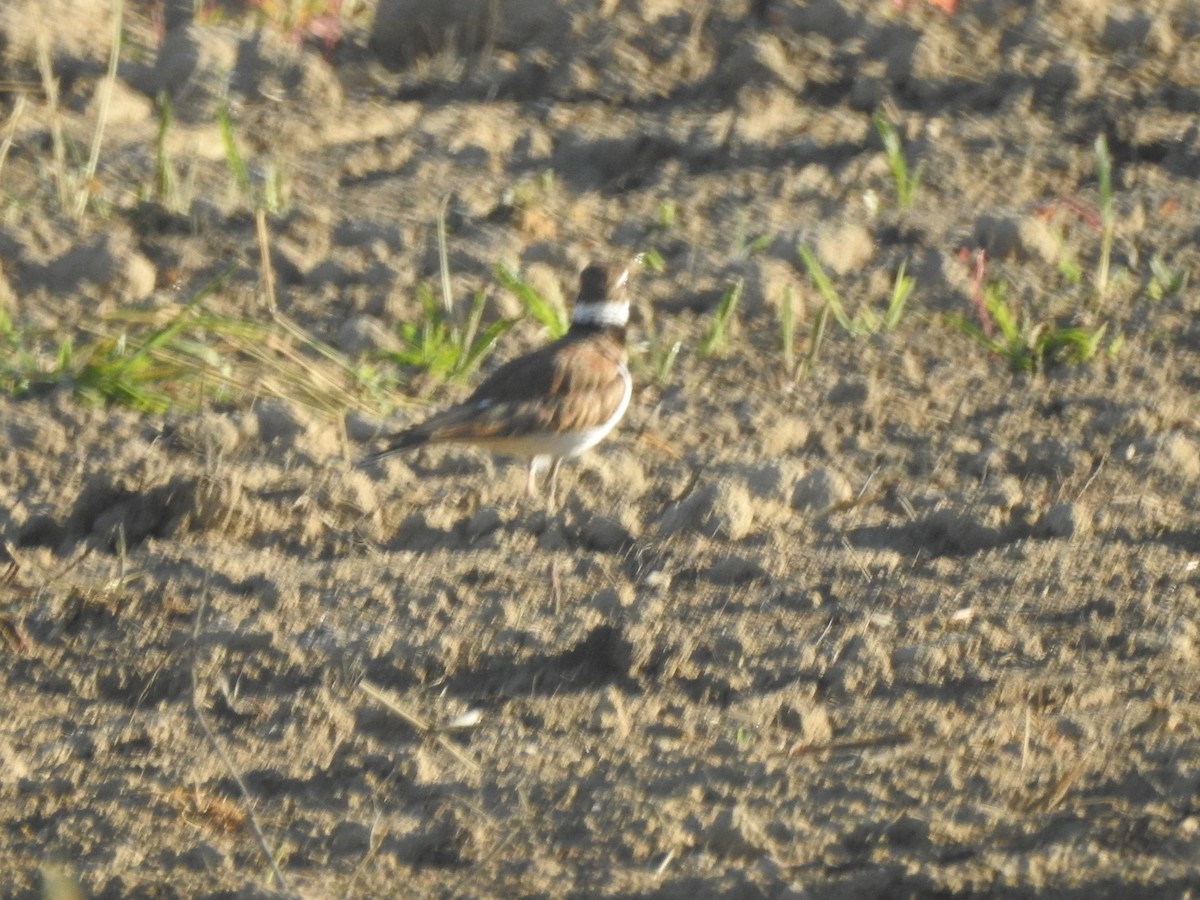 Killdeer - ML620516571