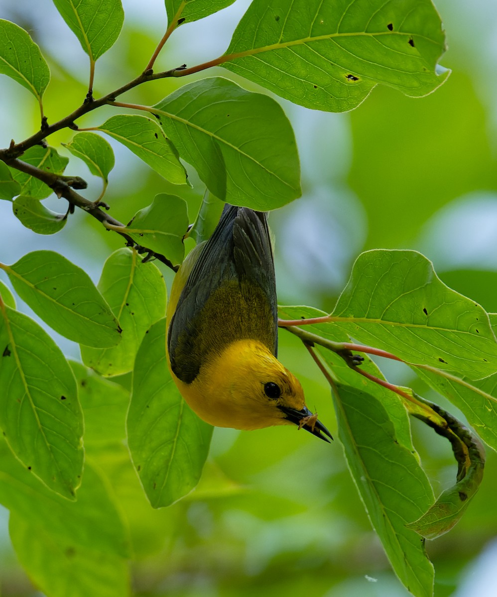 Prothonotary Warbler - ML620516573