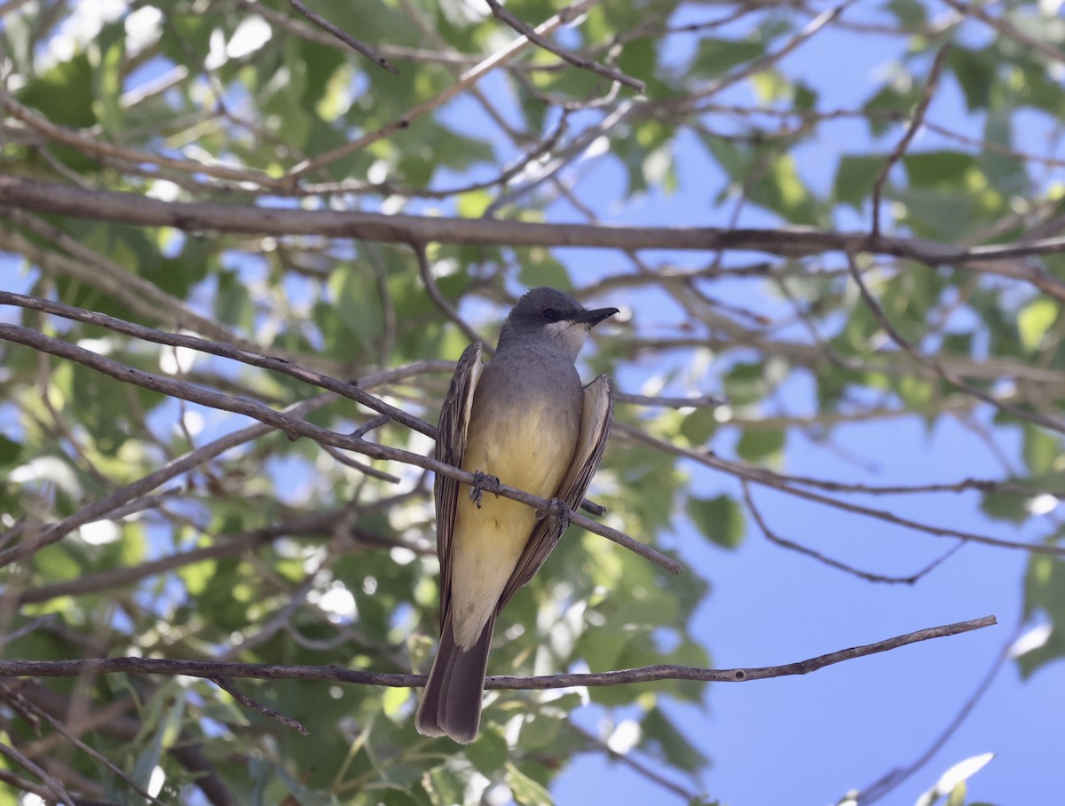 Cassin's Kingbird - ML620516574