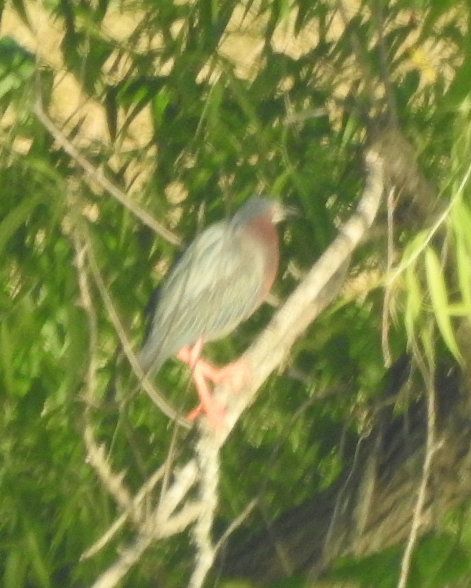 Green Heron - ML620516575