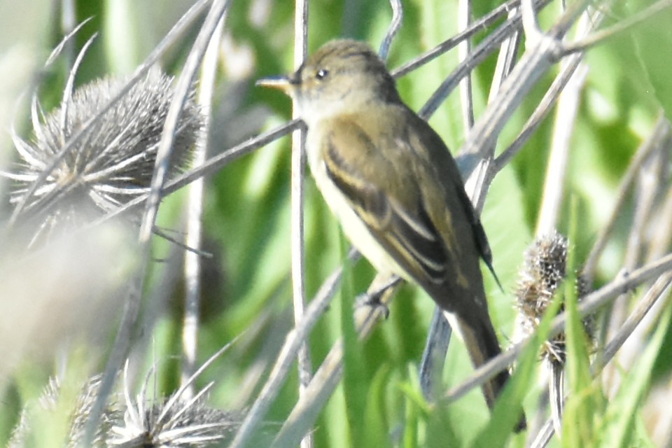 Willow Flycatcher - ML620516579