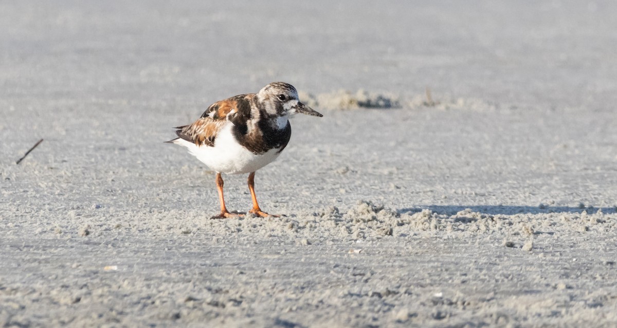 Ruddy Turnstone - ML620516585