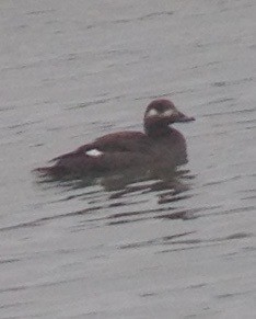 White-winged Scoter - ML620516586