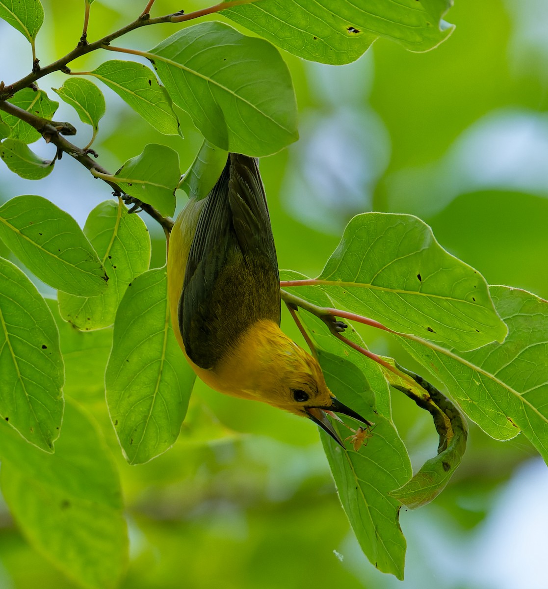 Prothonotary Warbler - ML620516588
