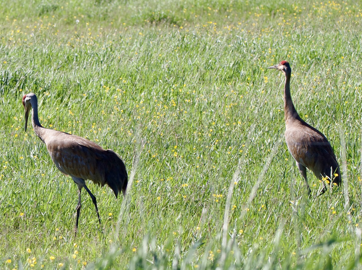 Sandhill Crane - ML620516589