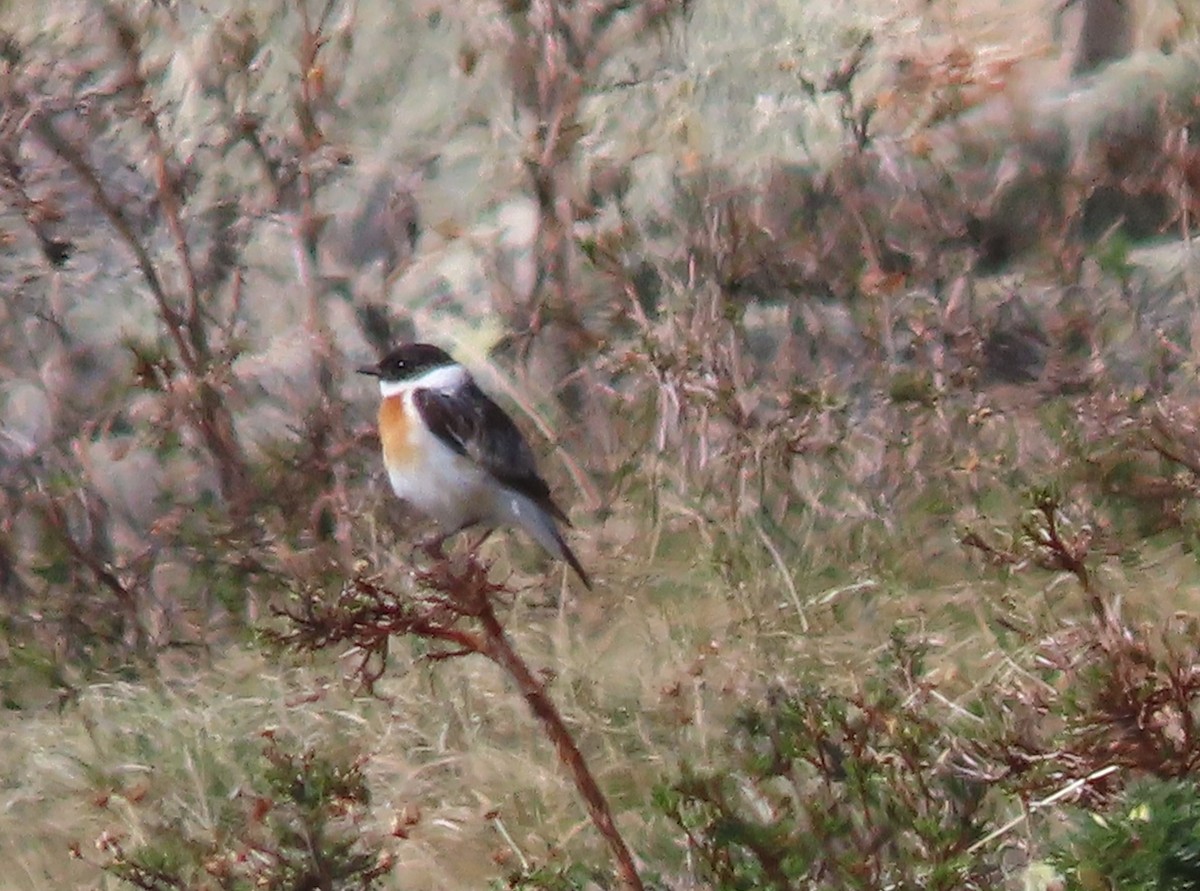 White-throated Bushchat - ML620516594