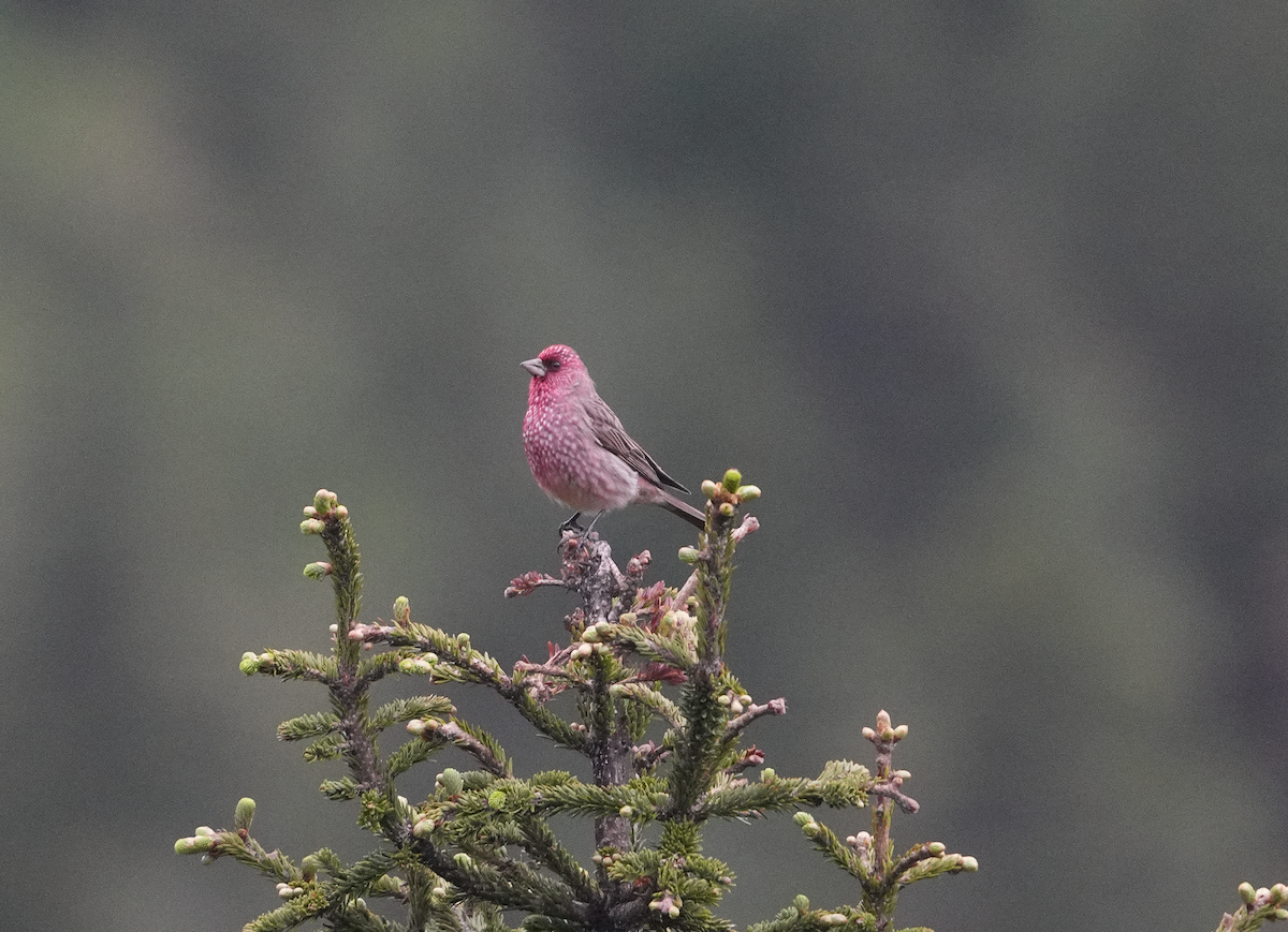 Streaked Rosefinch - ML620516595