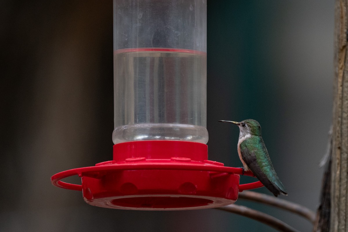 Broad-tailed Hummingbird - ML620516596