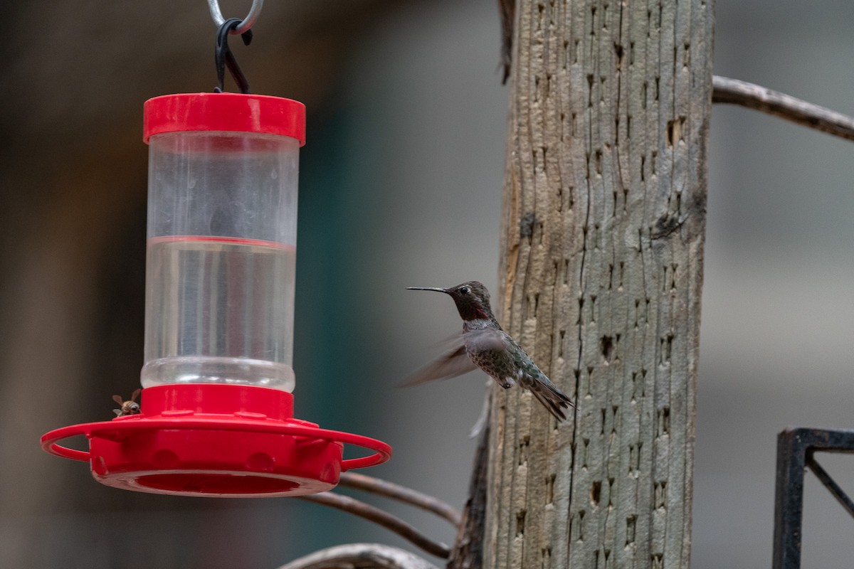 Broad-tailed Hummingbird - ML620516597