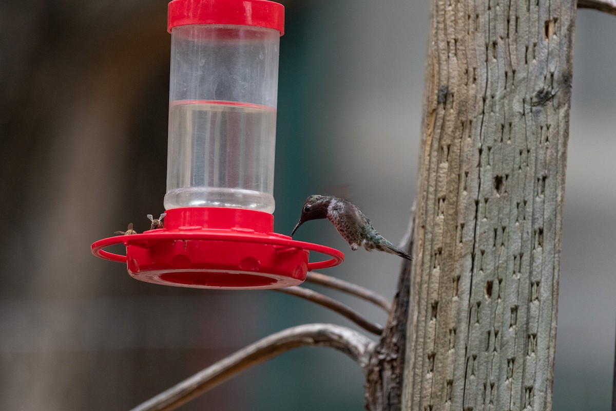 Broad-tailed Hummingbird - ML620516598