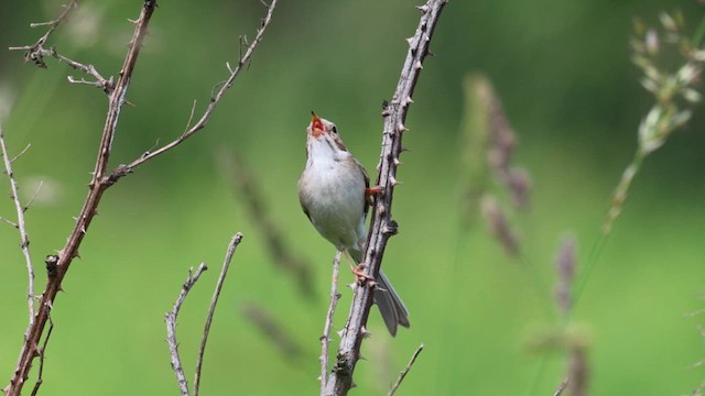 Clay-colored Sparrow - ML620516602
