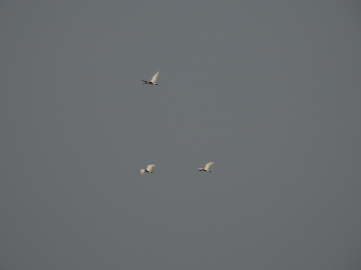 Black-headed Ibis - ML620516606