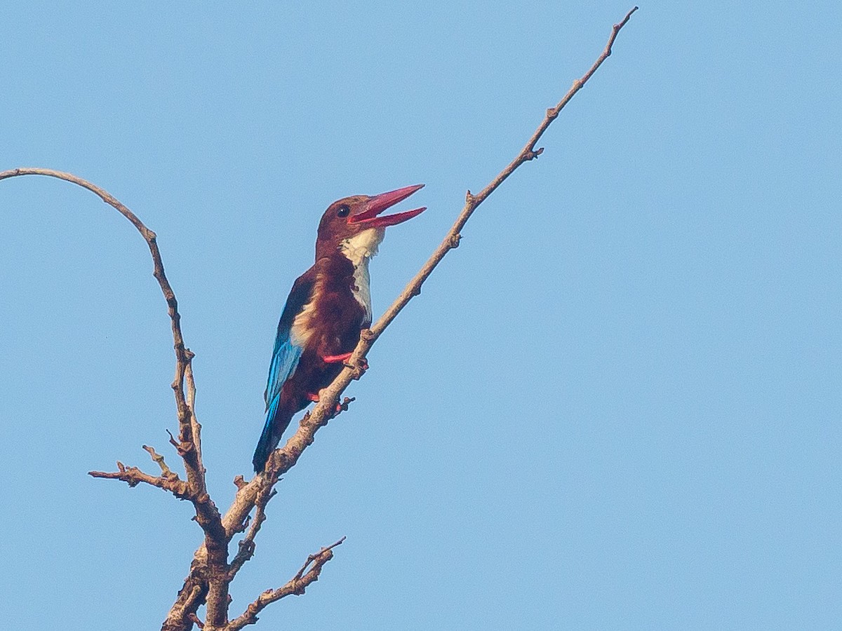 White-throated Kingfisher - ML620516609