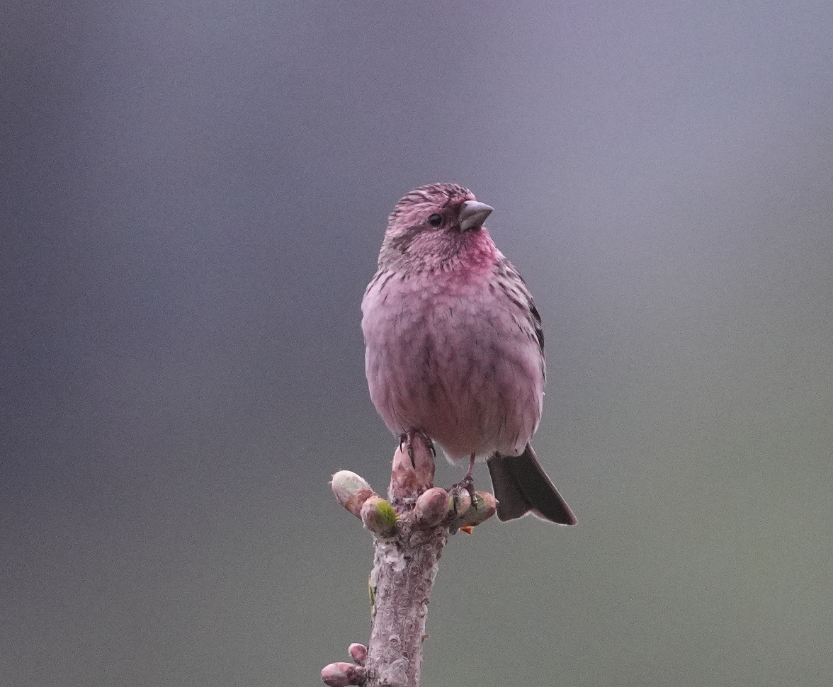 Pink-rumped Rosefinch - ML620516611