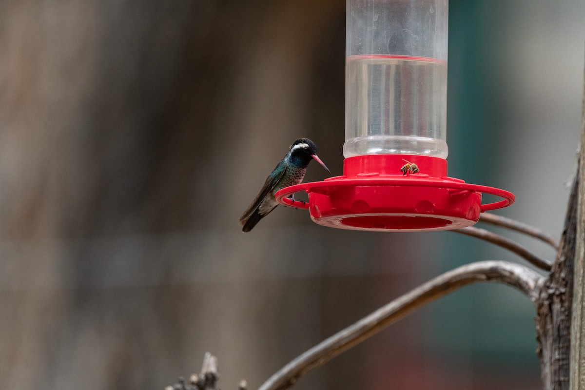 White-eared Hummingbird - ML620516616