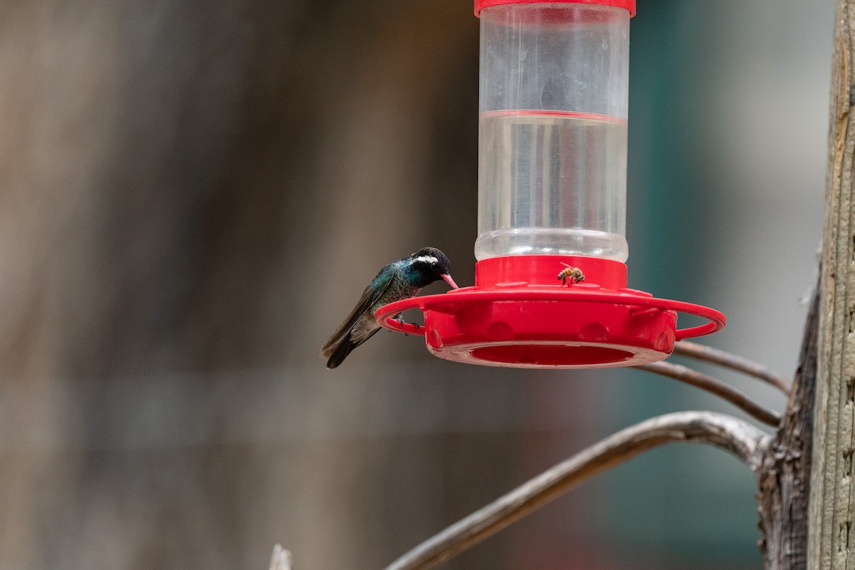 White-eared Hummingbird - Suzy Deese