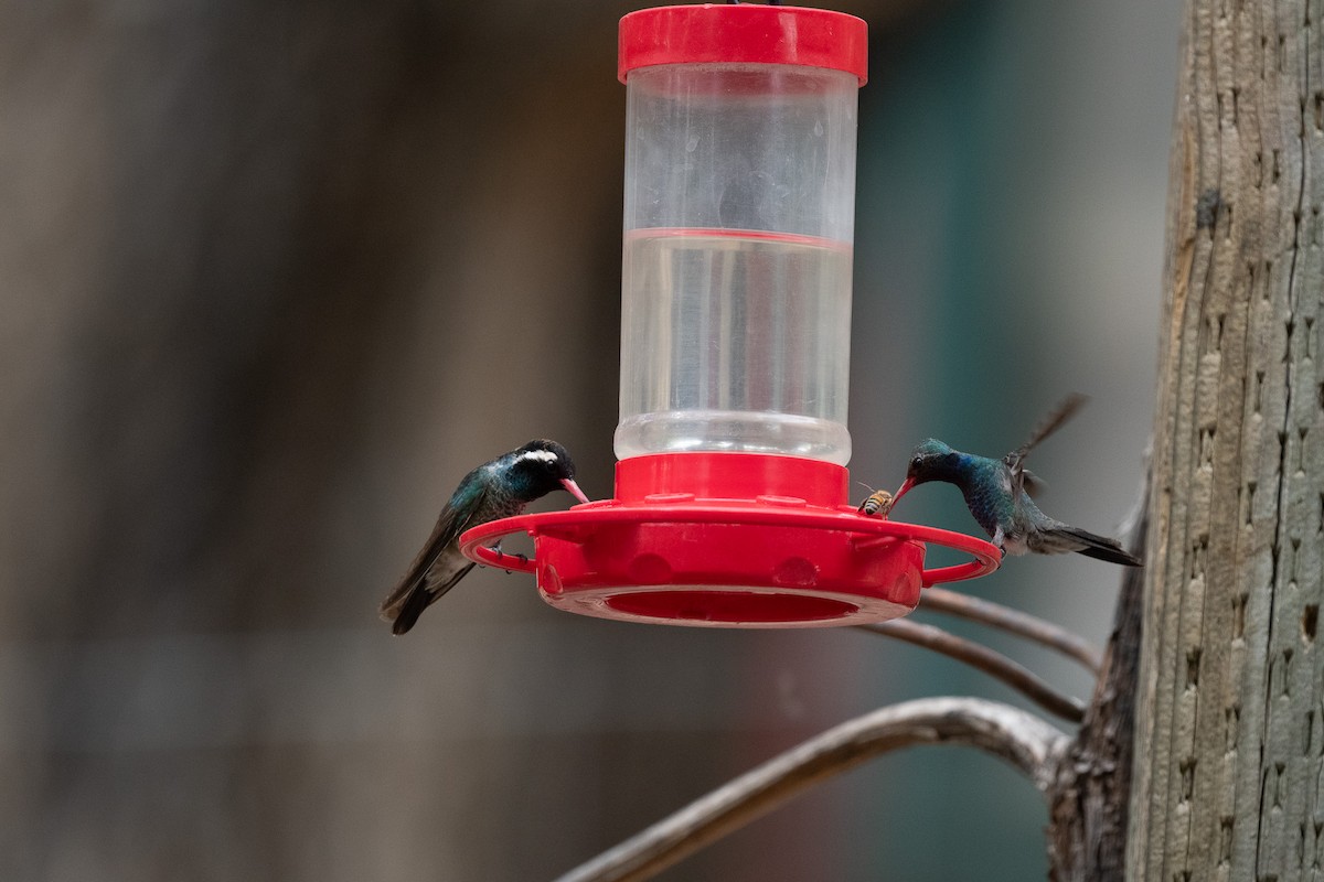 White-eared Hummingbird - ML620516618