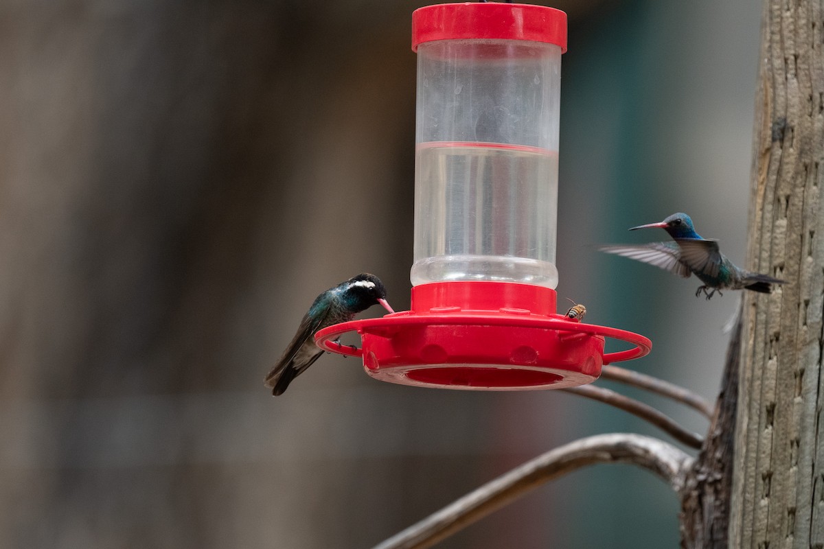 White-eared Hummingbird - ML620516619