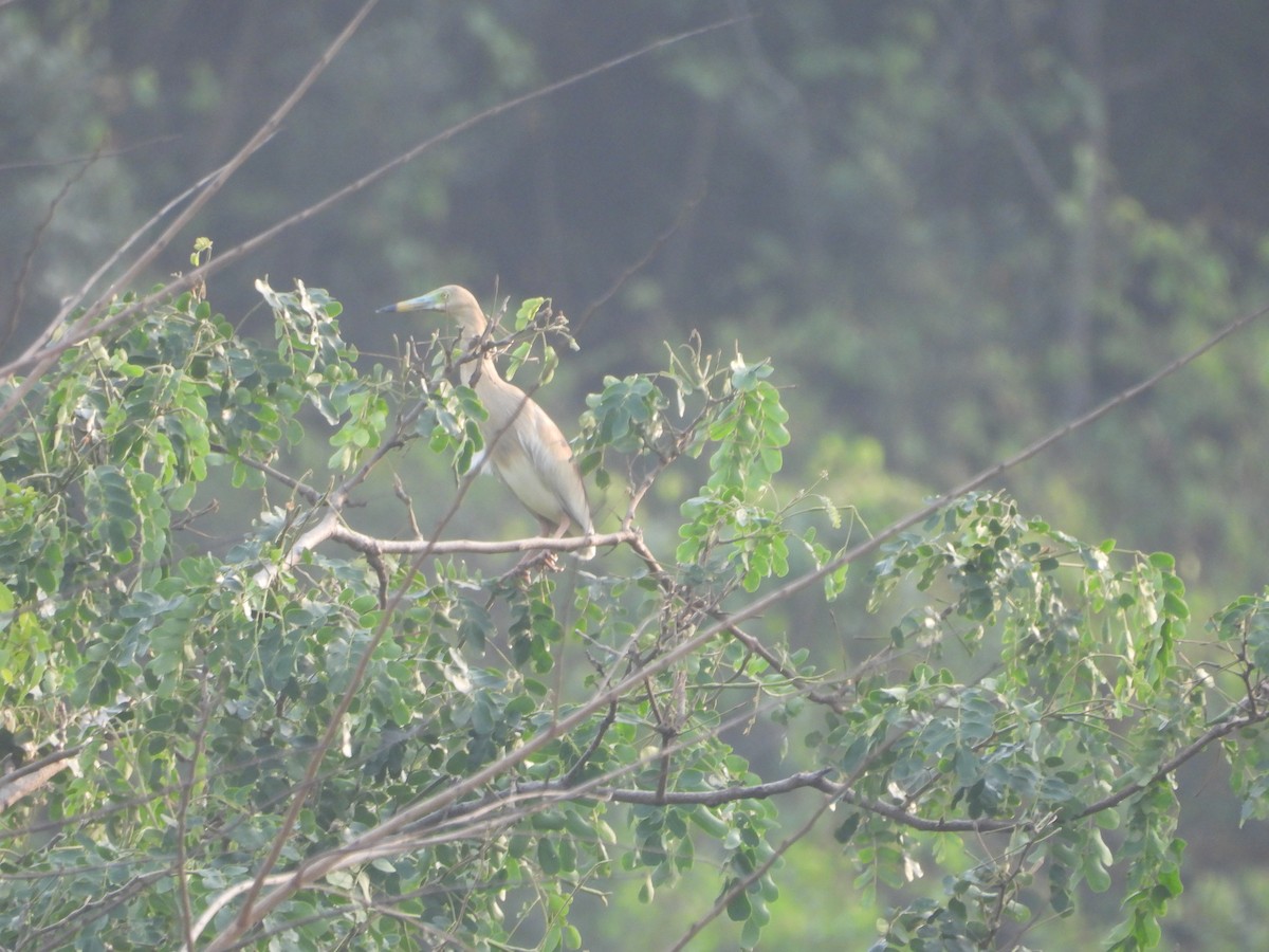 Indian Pond-Heron - ML620516620