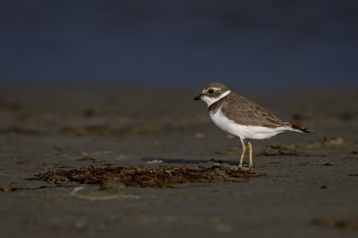 Semipalmated Plover - ML620516623