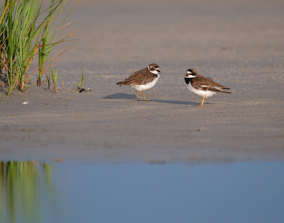 Semipalmated Plover - ML620516624