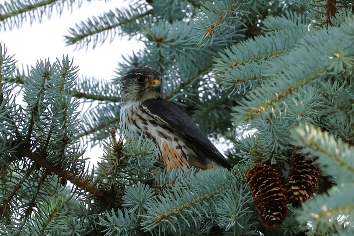 Підсоколик малий (підвид columbarius) - ML620516629