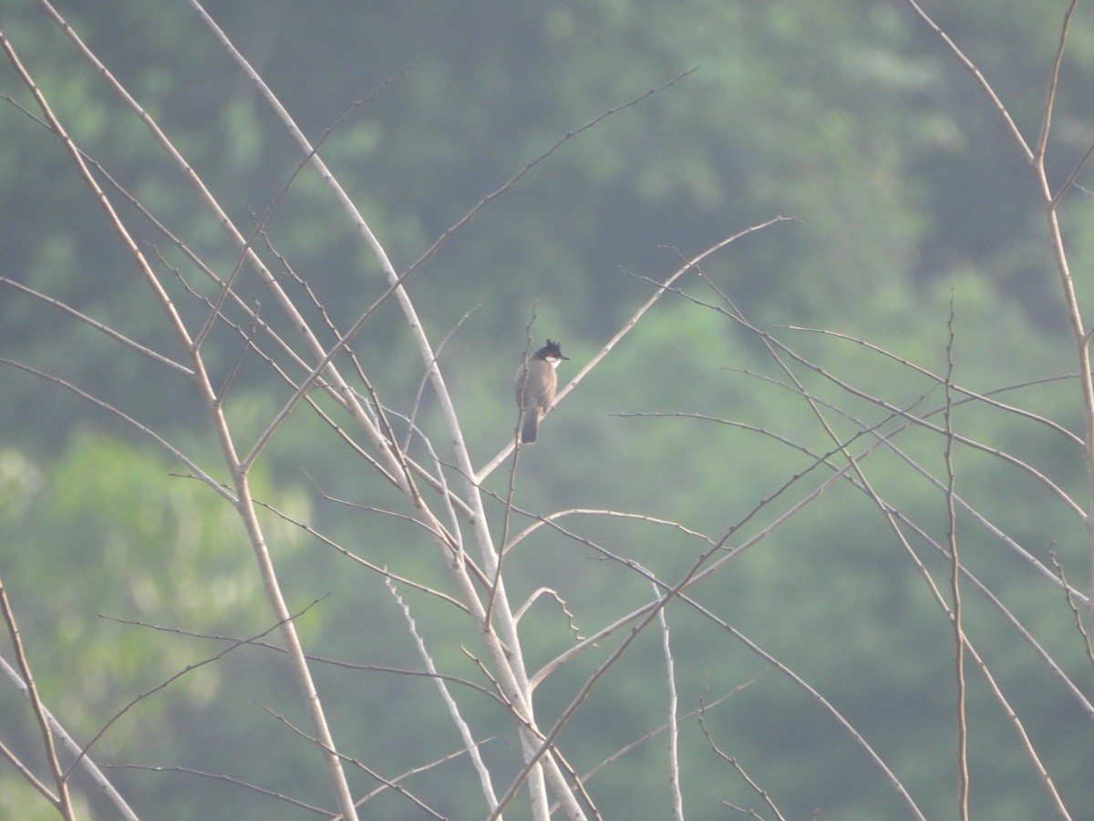 Red-whiskered Bulbul - ML620516631