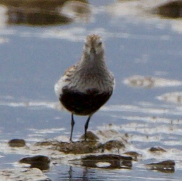 Dunlin - ML620516641