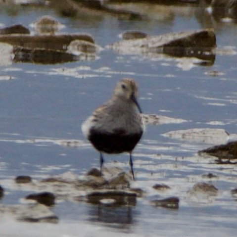 Dunlin - ML620516642