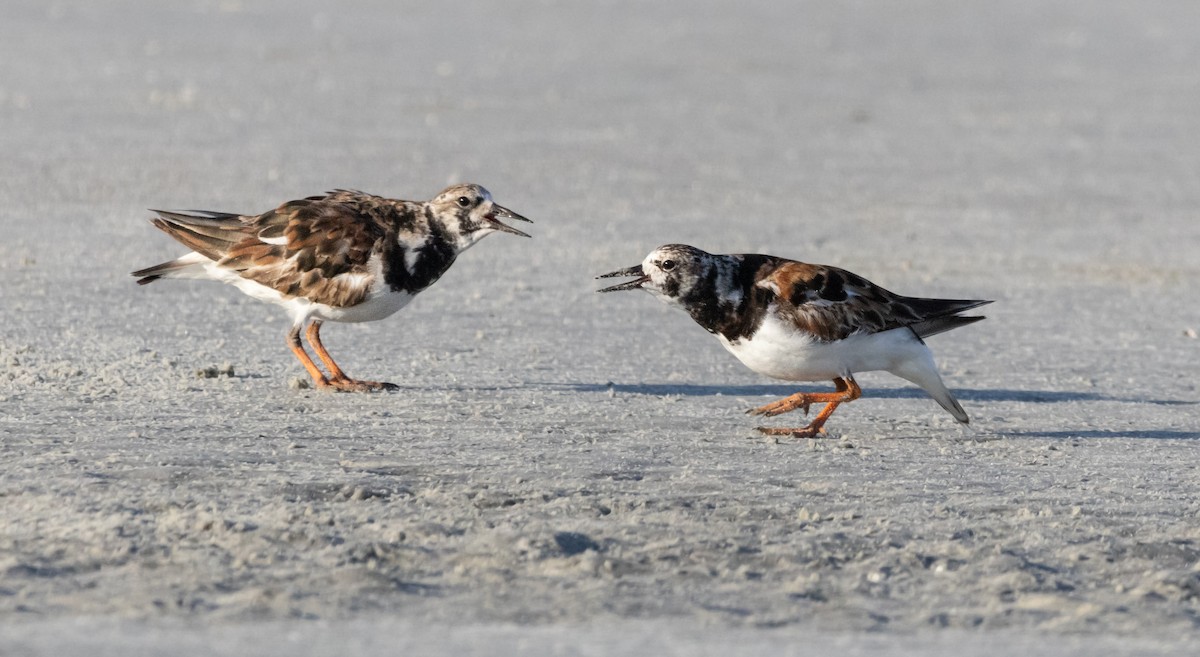 Ruddy Turnstone - ML620516644