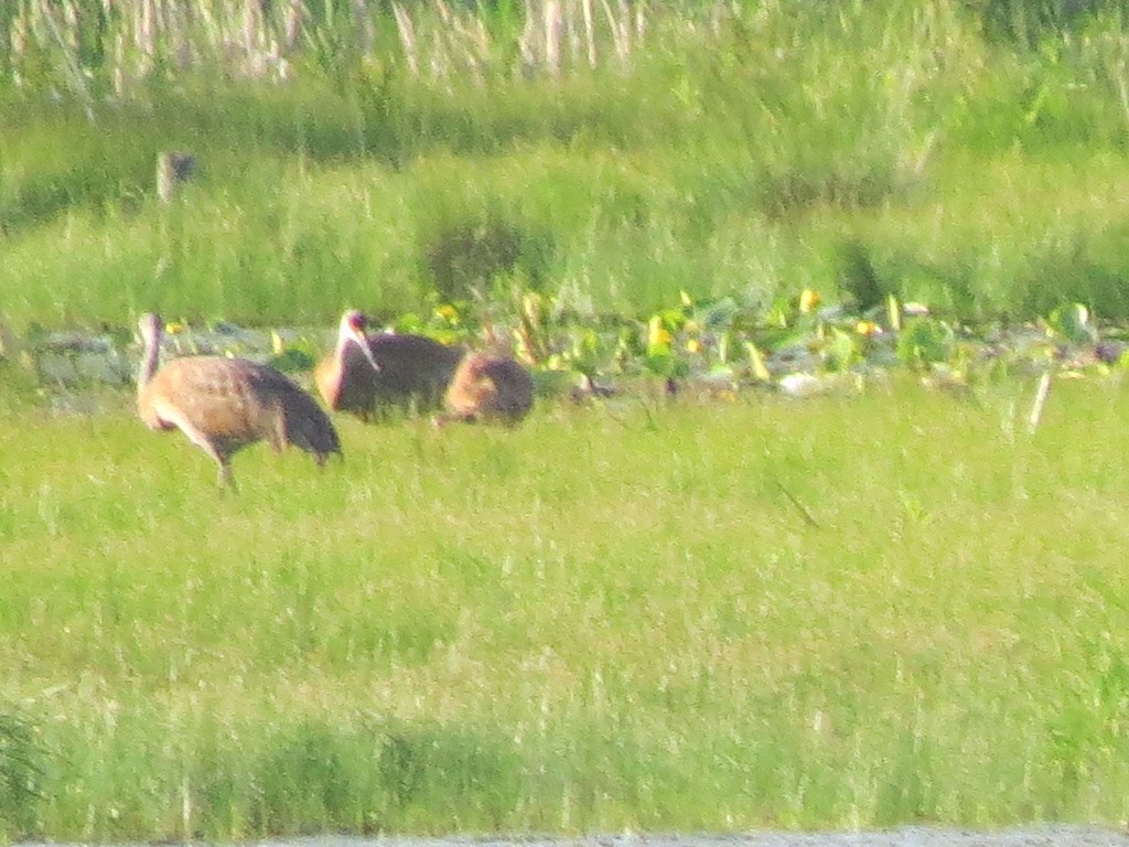 Sandhill Crane - ML620516645