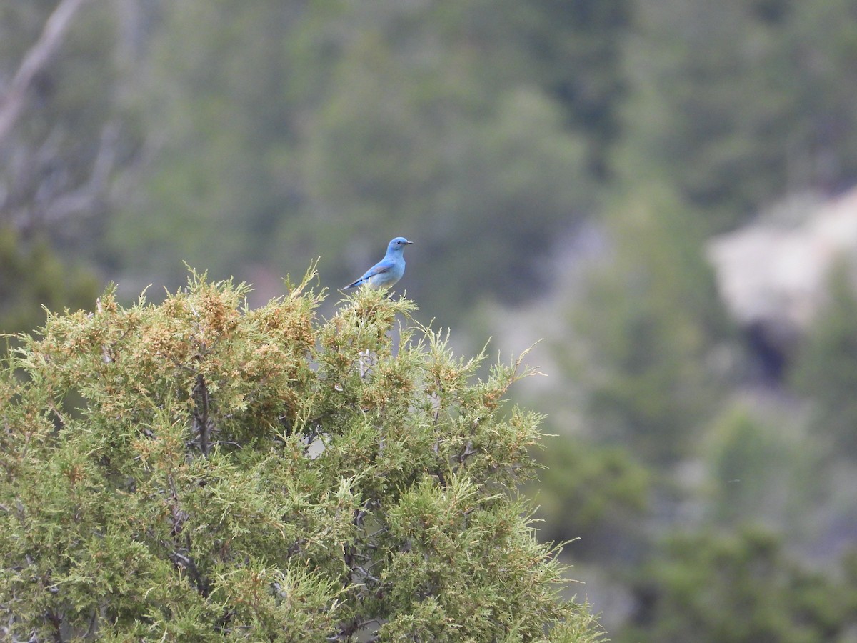 Mountain Bluebird - ML620516646