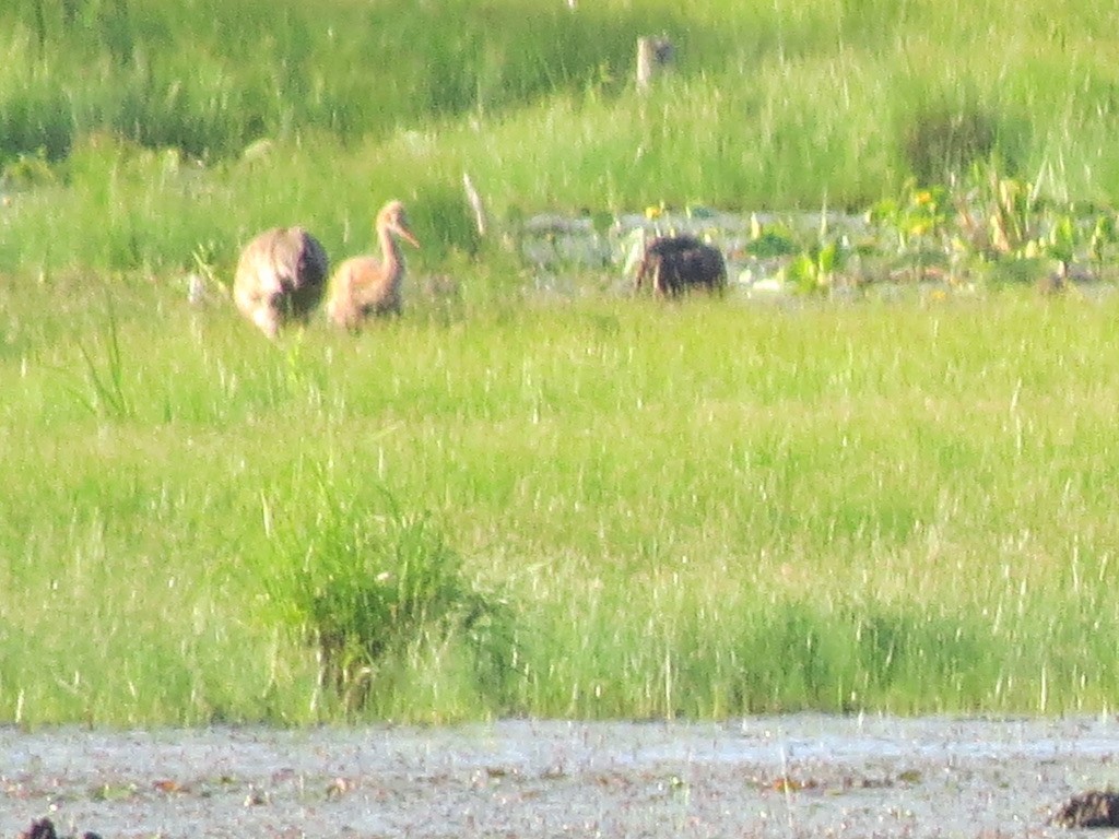 Sandhill Crane - ML620516648