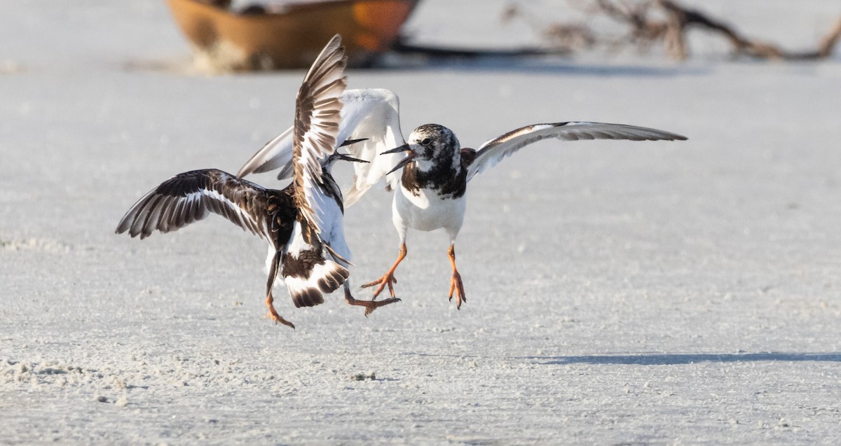 Ruddy Turnstone - ML620516649