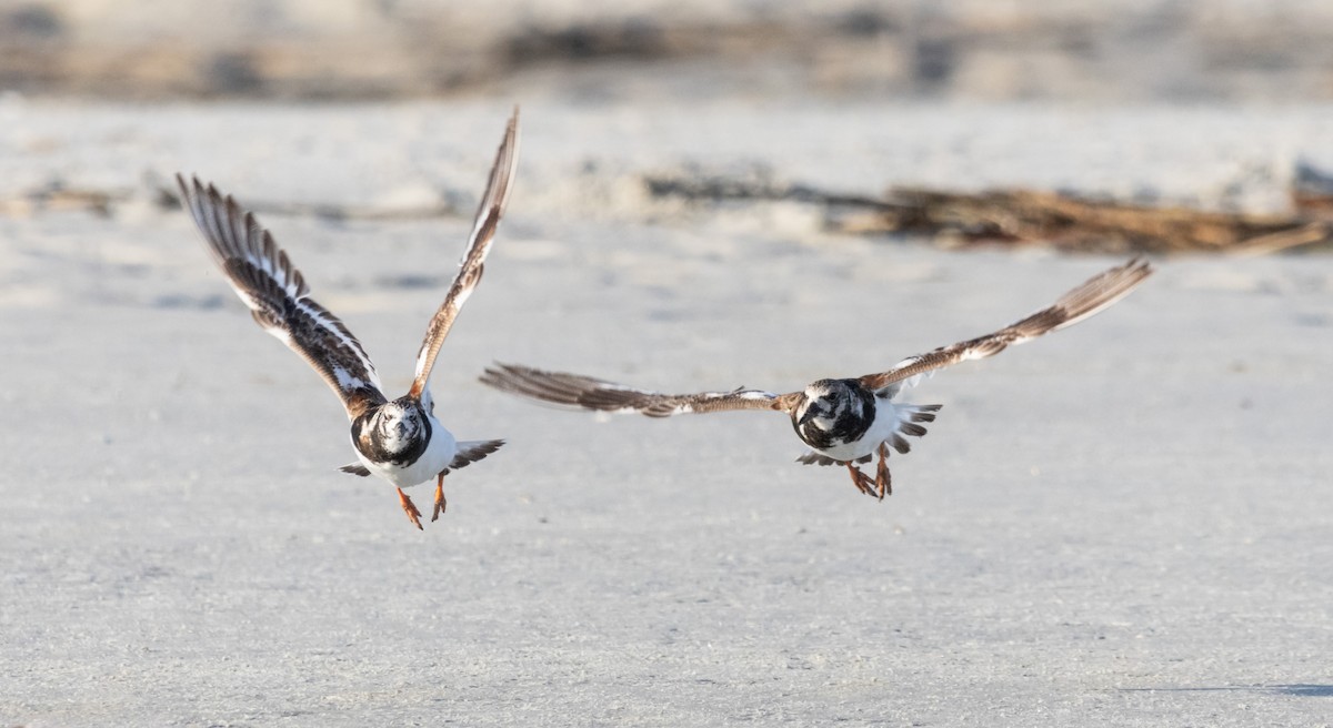 Ruddy Turnstone - ML620516654