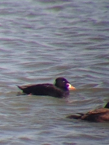 Surf Scoter - ML620516657