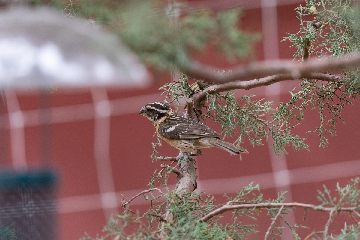 Black-headed Grosbeak - ML620516660