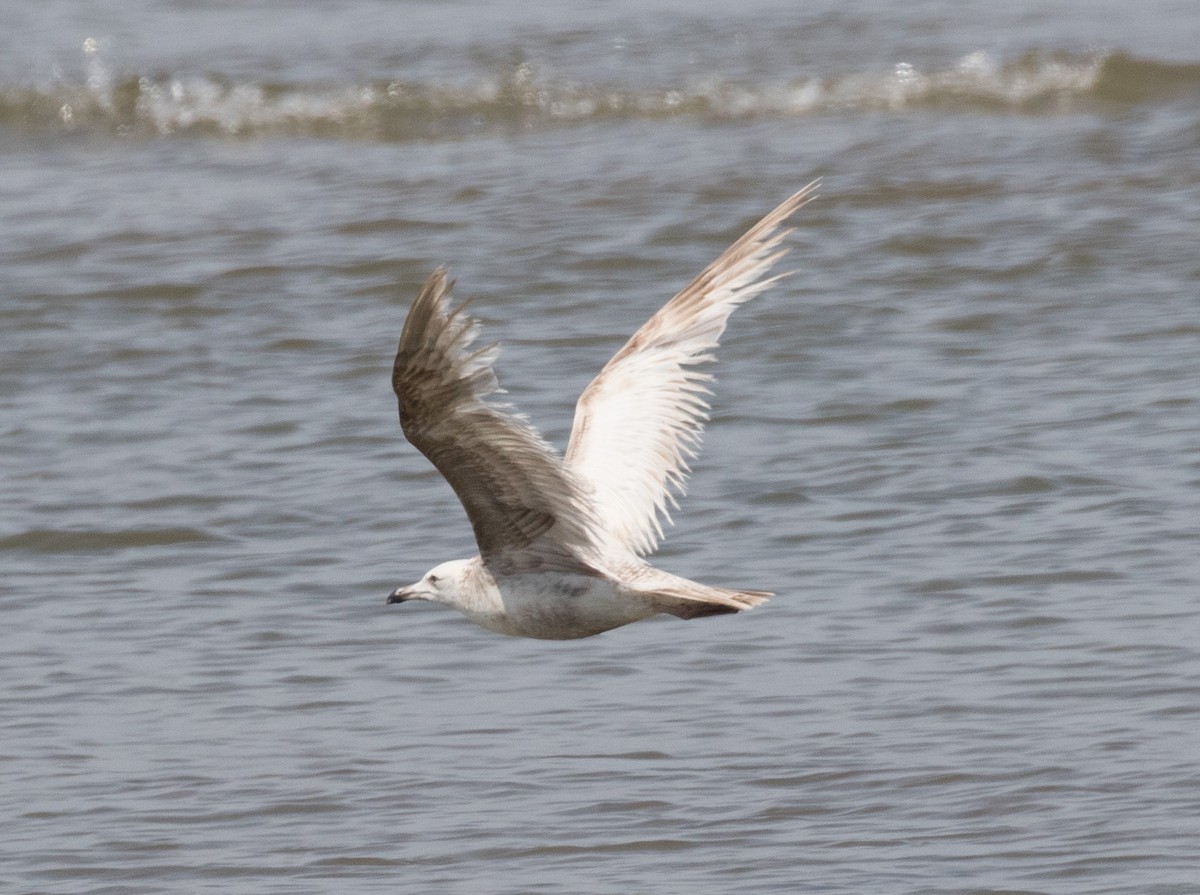 Herring Gull - ML620516661