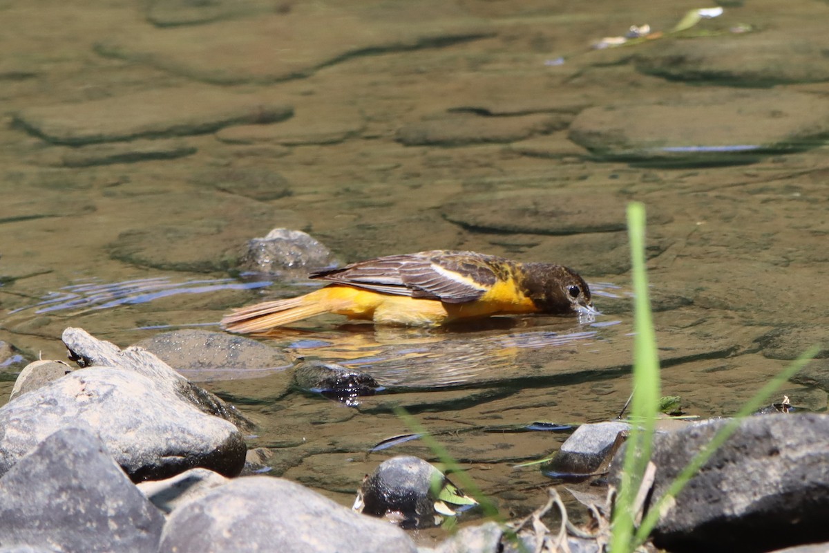 Baltimore Oriole - ML620516663