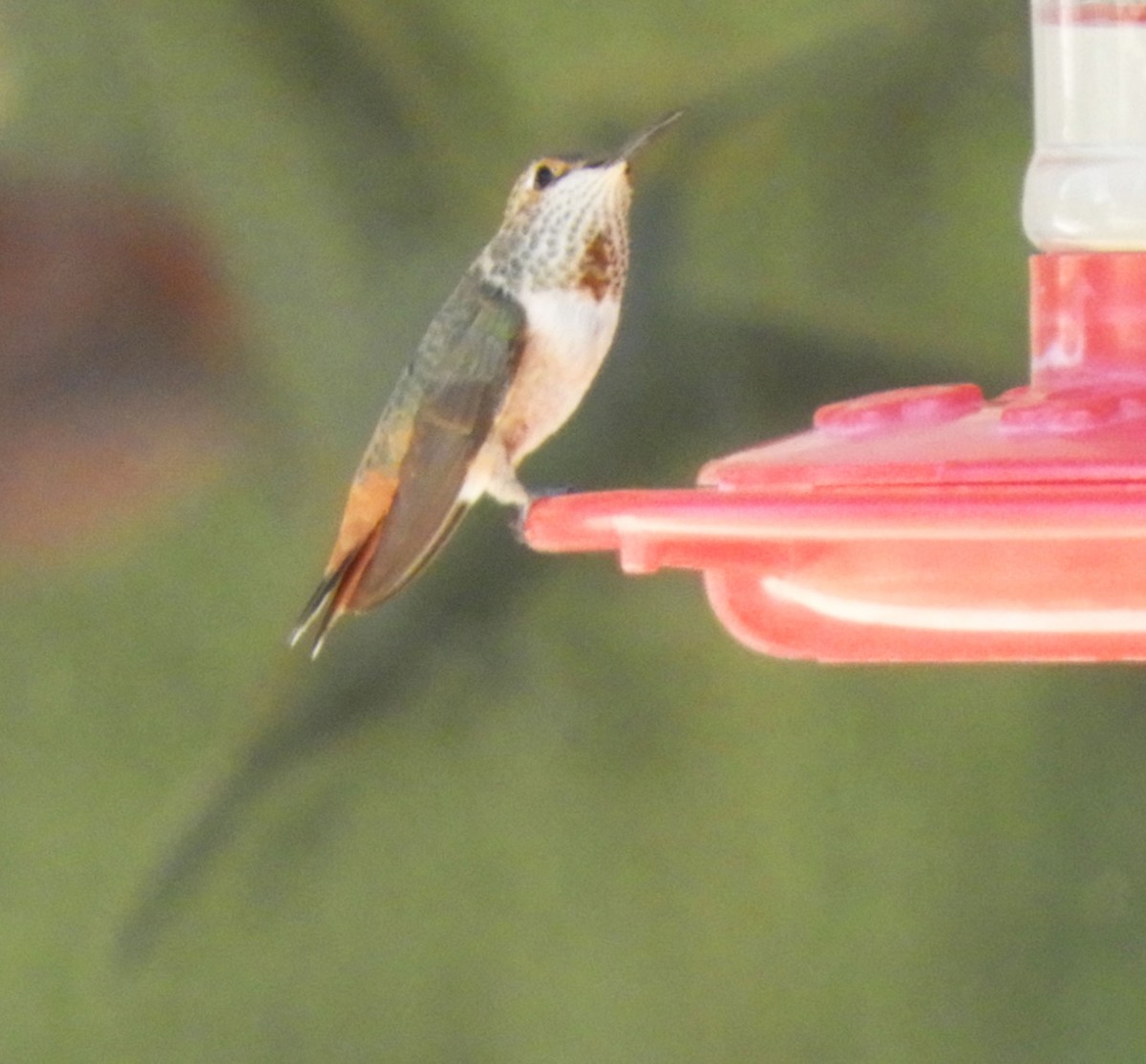 Allen's Hummingbird - ML620516665