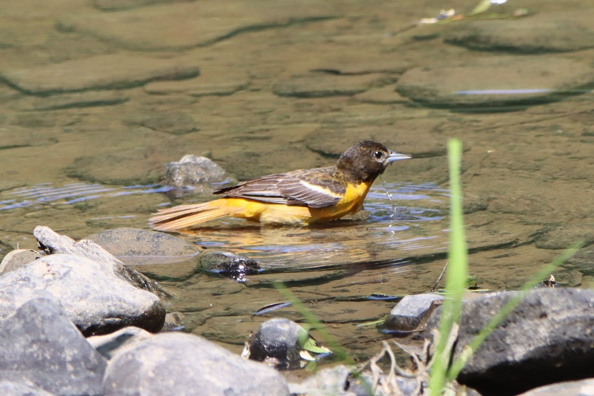 Baltimore Oriole - ML620516668